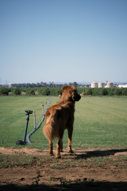 Andy in the field