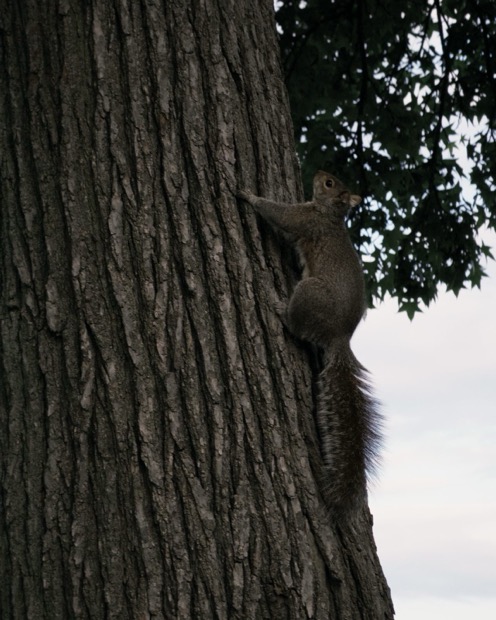 Squirrel climbing a tree